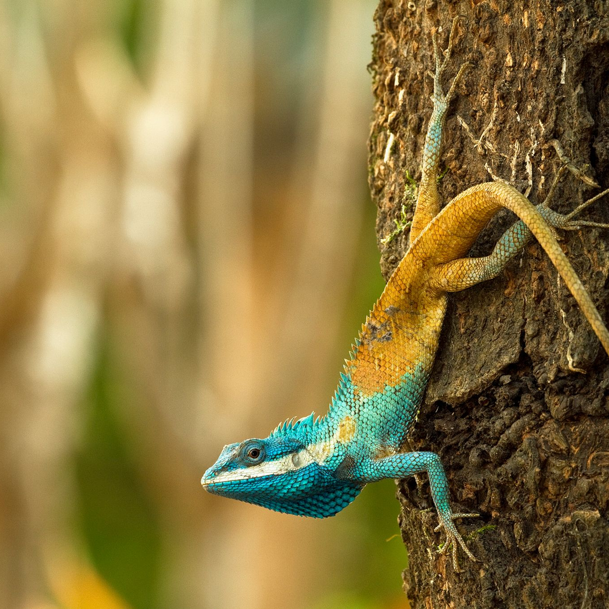 Diese Blaukopf-Schönechse (Calotes goetzi) aus Kambodscha posiert für ein Foto. - Foto: Henrik Bringsoe/WWF