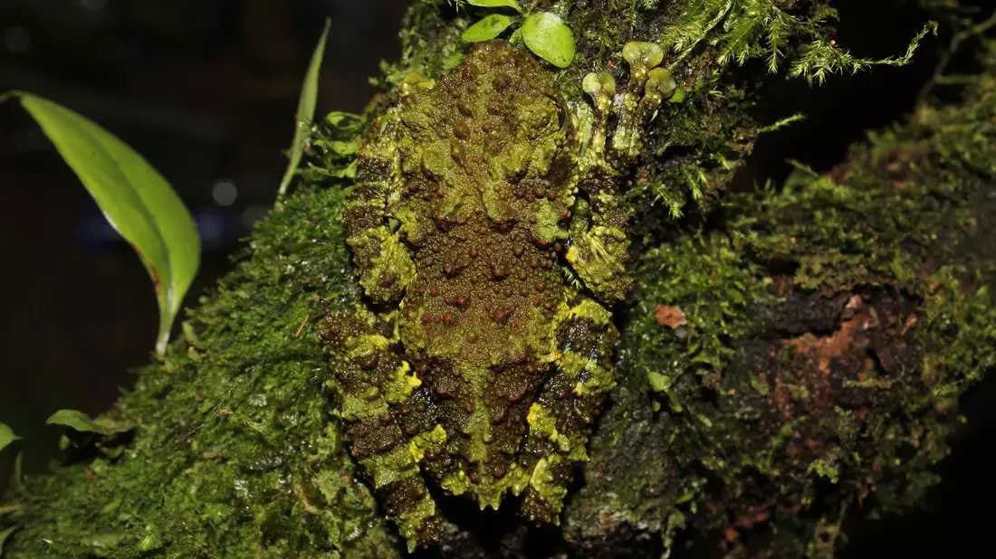 Kaum zu sehen: die neu entdeckte Froschart (Theloderma khoii) aus dem Norden Vietnams. - Bild: Nguyen Thien/WWF/dpa