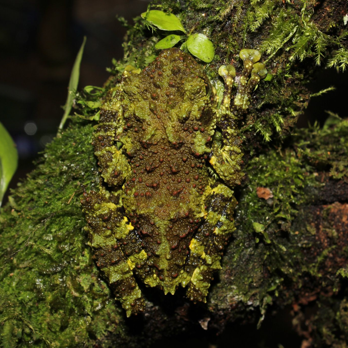 Kaum zu sehen: die neu entdeckte Froschart (Theloderma khoii) aus dem Norden Vietnams. - Foto: Nguyen Thien/WWF/dpa