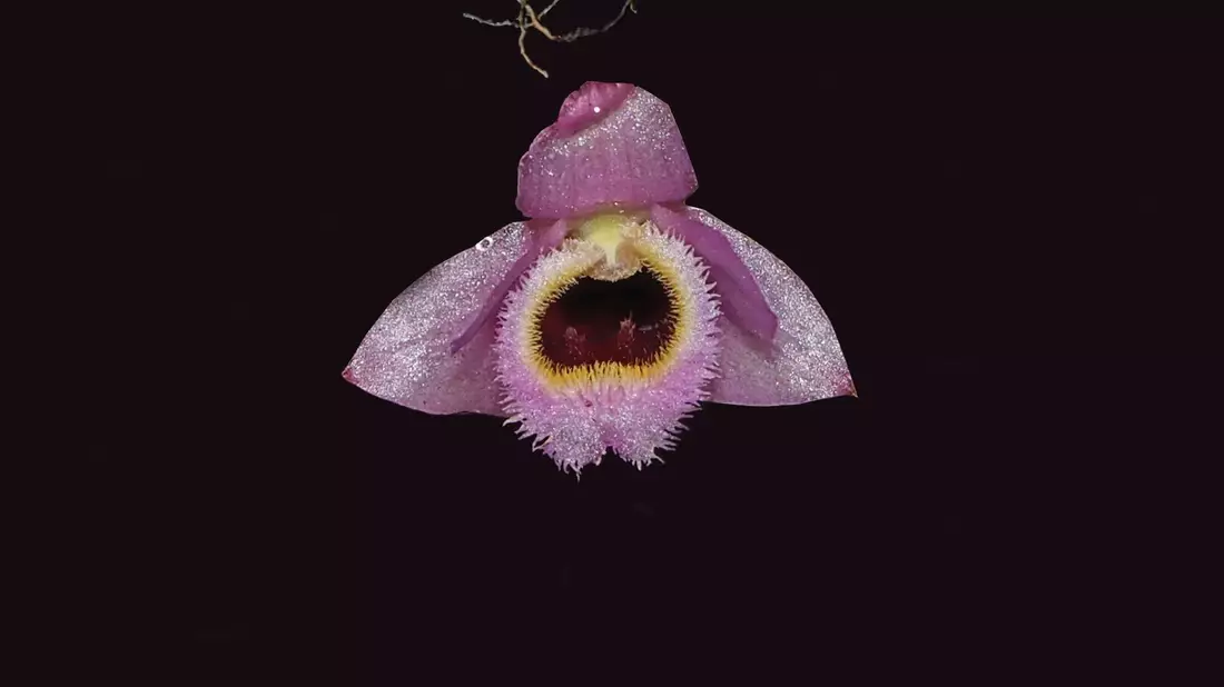Rosa-gelb blüht die Mini-Orchidee Dendrobium fuscifaucium aus Laos. - Bild: Keooudone Souvannakhoummane/WWF/dpa