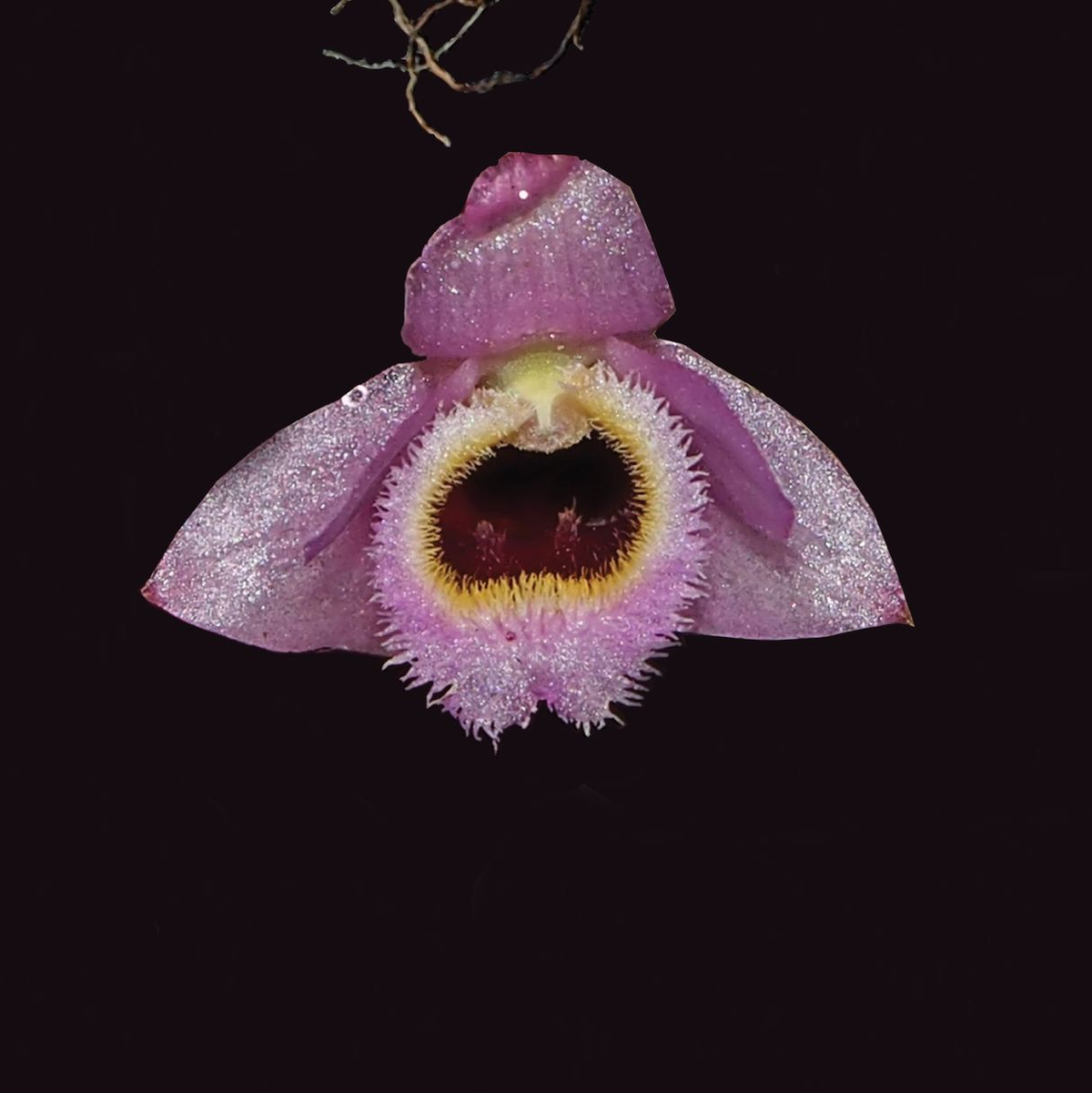 Rosa-gelb blüht die Mini-Orchidee Dendrobium fuscifaucium aus Laos. - Foto: Keooudone Souvannakhoummane/WWF/dpa
