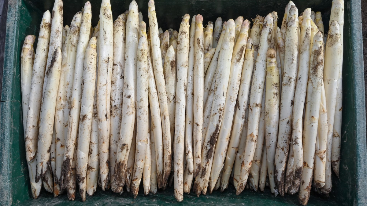 Oxfam hat eine Studie zu den Arbeitsbedingungen im Spargelanbau veröffentlicht und kritisiert darin den Umgang mit Saisonarbeitskräften. - Foto: Patrick Pleul/dpa