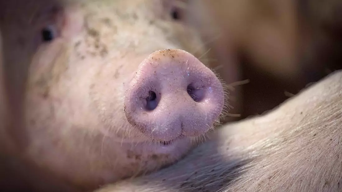 Das staatliche Tierhaltungslogo wird zunächst für Schweinefleich gelten. - Bild: Sina Schuldt/dpa