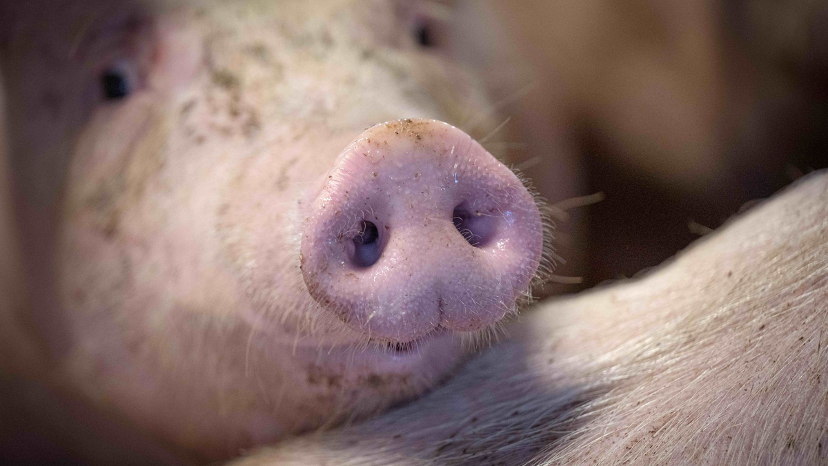 Das staatliche Tierhaltungslogo wird zunächst für Schweinefleich gelten. - Foto: Sina Schuldt/dpa