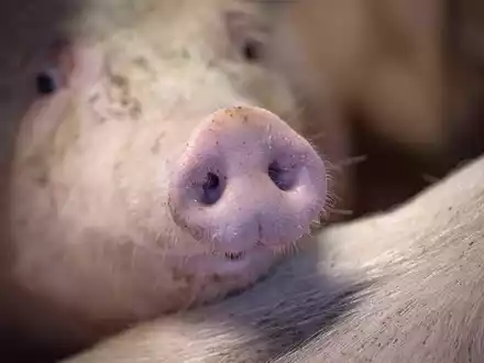 Das staatliche Tierhaltungslogo wird zunächst für Schweinefleich gelten. - Foto: Sina Schuldt/dpa