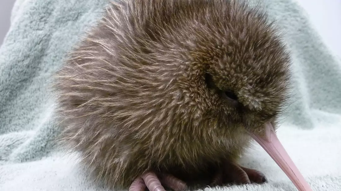 Ein fünf Tage alter Kiwi, geschlüpft im Jahrt 2010 an der südlichen Westküste Neuseelands. Der Kiwi ist ein flugunfähiger Vögel, der nur in Neuseeland heimisch ist. - Bild: ---/West Coast Wildlife Centre/dpa