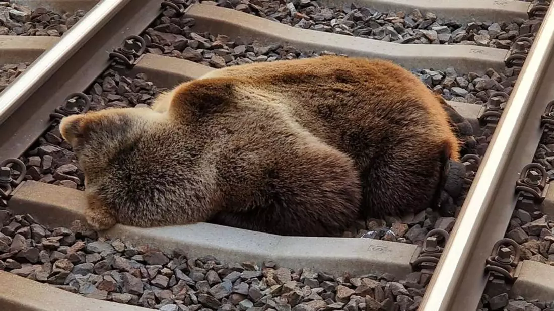 Ein Bär liegt tot auf den Gleisen in der Nähe des Bahnhofs Schwarzach-St. Veit, nachdem er mit einem Zug zusammengestoßen ist. - Bild: -/LAND SALZBURG/ÖBB/APA/dpa