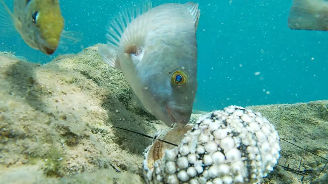 Fische fressen einen Seestern im Mittelmeer. - Bild: Courtesy of Tel Aviv University/dpa