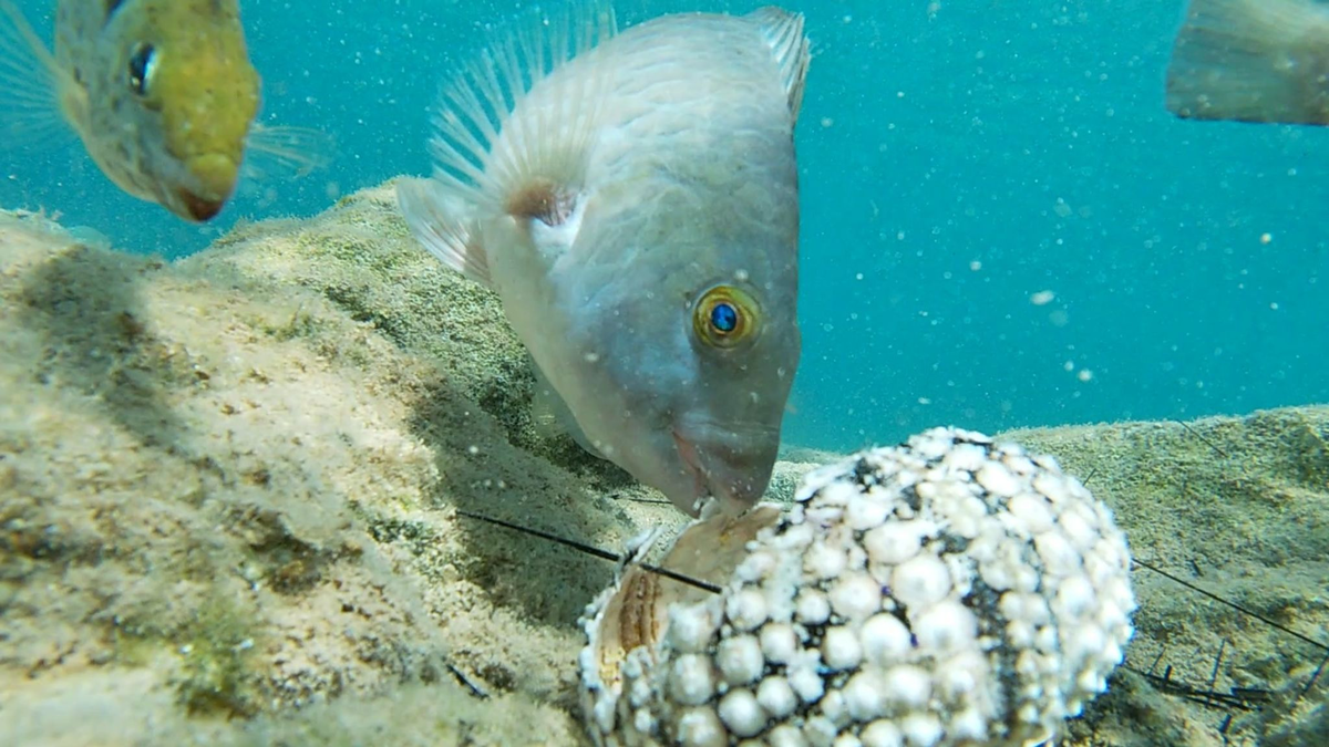 Fische fressen einen Seestern im Mittelmeer. - Foto: Courtesy of Tel Aviv University/dpa