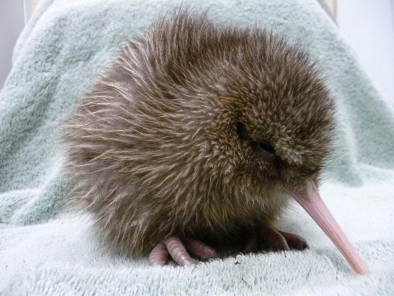 Ein fünf Tage alter Kiwi, geschlüpft in einer Aufzuchtstation an der südlichen Westküste Neuseelands. - Foto: ---/West Coast Wildlife Centre/dpa
