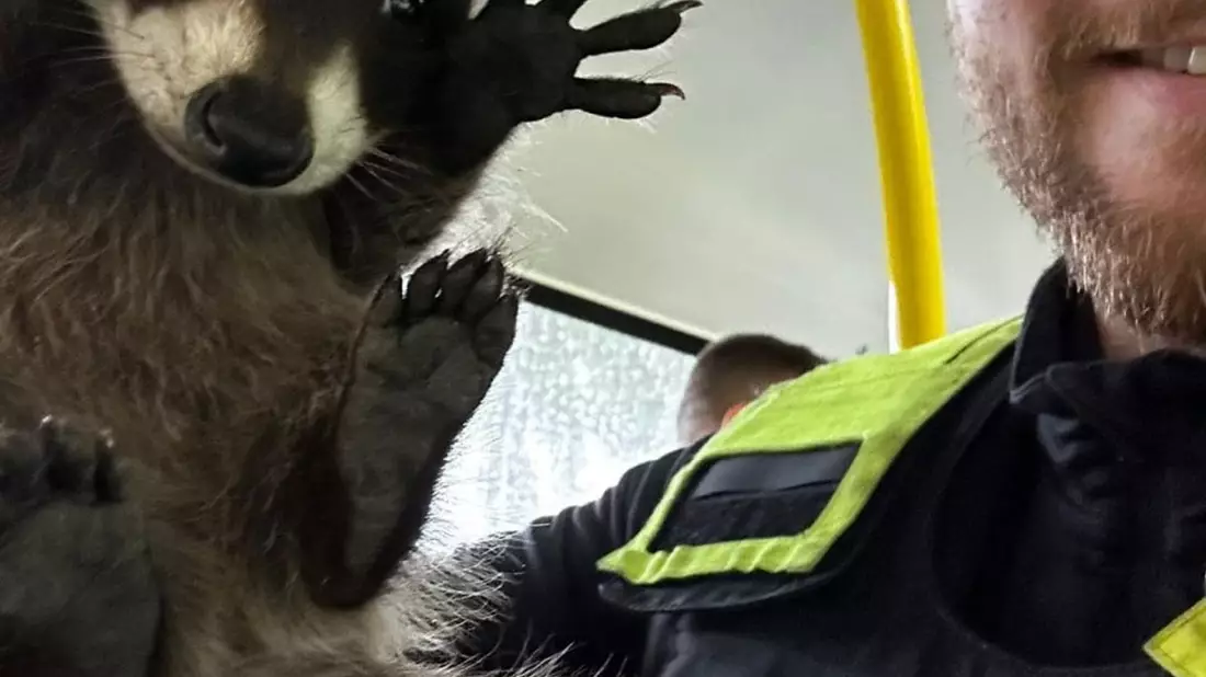 Ein Polizist hält den kleinen Waschbären in einem Bus in die Kamera. - Bild: Polizei Berlin/dpa