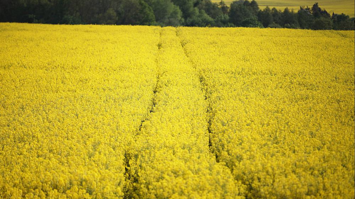Rapsfeld mit Fahrgasse - Foto: ?ber dts Nachrichtenagentur