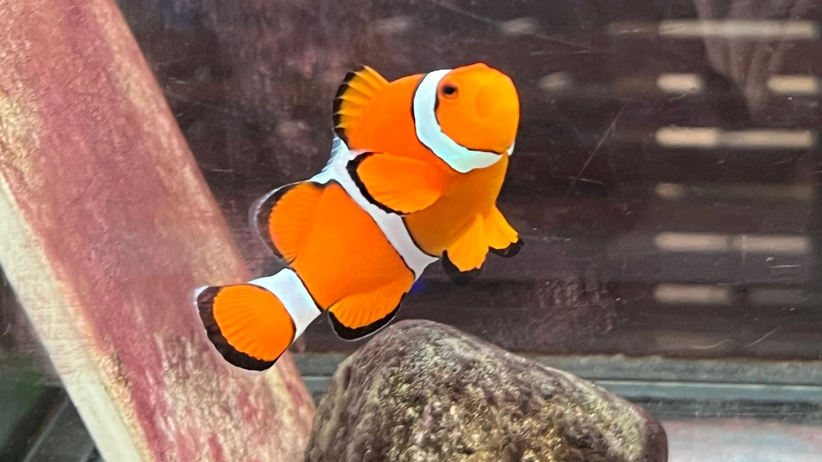 Ein Clownfisch schwimmt in einem Becken im Marine Discovery Centre des Resorts SAii Phi Phi Island Village. - Foto: Carola Frentzen/dpa