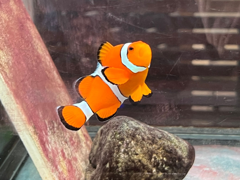 Ein Clownfisch schwimmt in einem Becken im Marine Discovery Centre des Resorts SAii Phi Phi Island Village. - Foto: Carola Frentzen/dpa