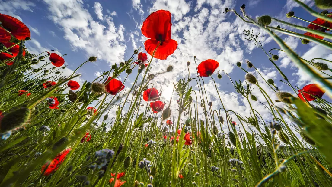 Klatschmohn blüht am Rande des Kurparks von Bad Nauheim vor einem blauen Himmel. - Bild: Frank Rumpenhorst/dpa
