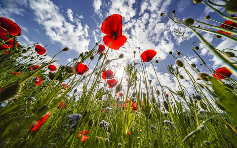 Klatschmohn blüht am Rande des Kurparks von Bad Nauheim vor einem blauen Himmel. - Foto: Frank Rumpenhorst/dpa