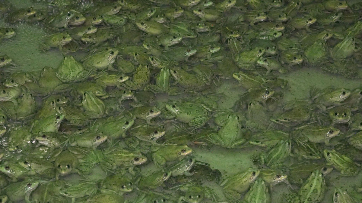Frösche wachsen in der Froschfarm von Patrick François in Südfrankreich heran. - Foto: Rachel Boßmeyer/dpa