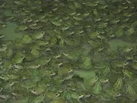 Frösche wachsen in der Froschfarm von Patrick François in Südfrankreich heran. - Foto: Rachel Boßmeyer/dpa