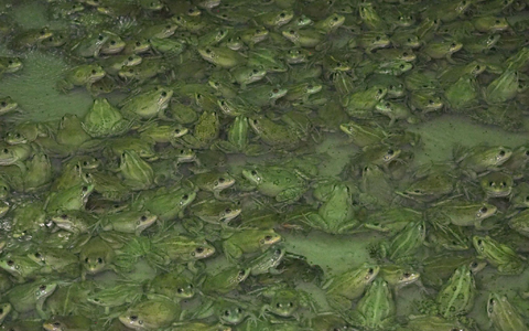 Frösche wachsen in der Froschfarm von Patrick François in Südfrankreich heran. - Foto: Rachel Boßmeyer/dpa