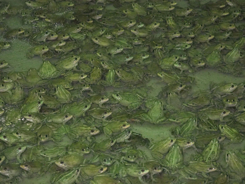 Frösche wachsen in der Froschfarm von Patrick François in Südfrankreich heran. - Foto: Rachel Boßmeyer/dpa