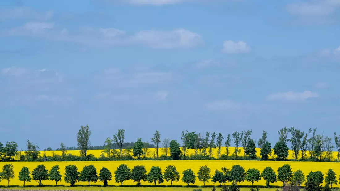 Raps blüht auf einem Feld in Sachsen: Frühsommerliches Wetter stimmt auf das bevorstehende Pfingstfest ein. - Bild: Hendrik Schmidt/dpa