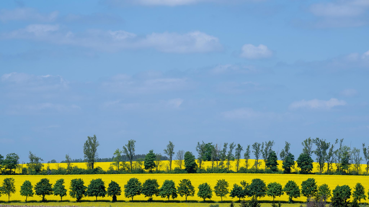 Raps blüht auf einem Feld in Sachsen: Frühsommerliches Wetter stimmt auf das bevorstehende Pfingstfest ein. - Foto: Hendrik Schmidt/dpa