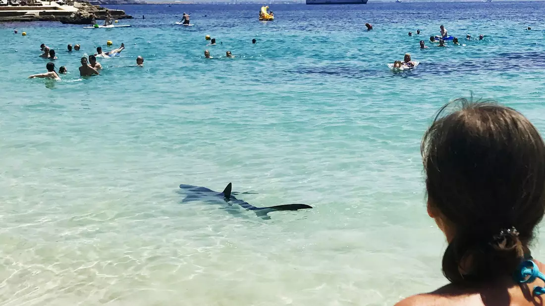 Ein Hai schwimmt durch flaches Wasser auf Mallorca und erschreckt Badegäste. - Bild: -/Angela & Tim Prottey-Jones/dpa