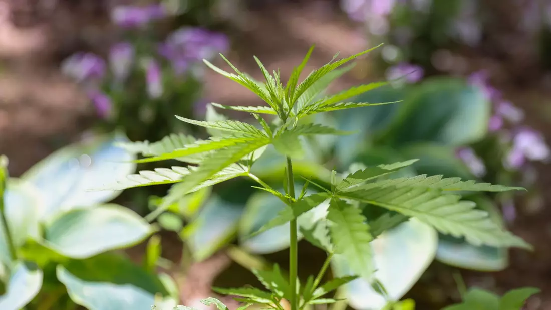 Die Cannabispflanze ist auf Spielplätzen ein ungebetener Gast. - Bild: Gerald Matzka/dpa
