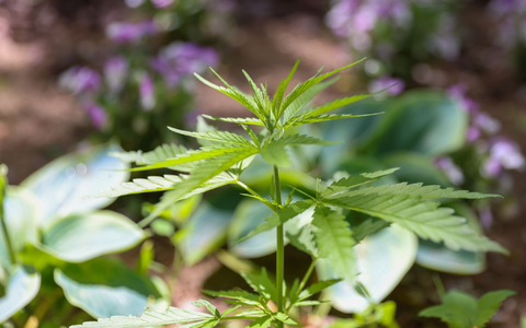 Die Cannabispflanze ist auf Spielplätzen ein ungebetener Gast. - Foto: Gerald Matzka/dpa