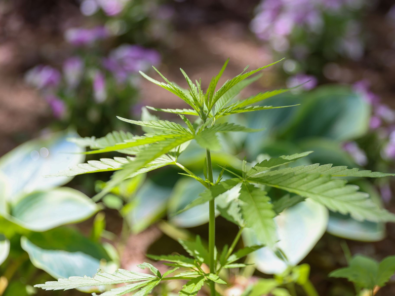 Die Cannabispflanze ist auf Spielplätzen ein ungebetener Gast. - Foto: Gerald Matzka/dpa