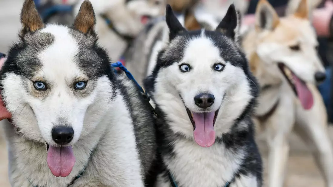 Ein Schlittenhunderennen in Mecklenburg-Vorpommern (Archivbild). - Bild: Jens Kalaene/dpa-Zentralbild/dpa