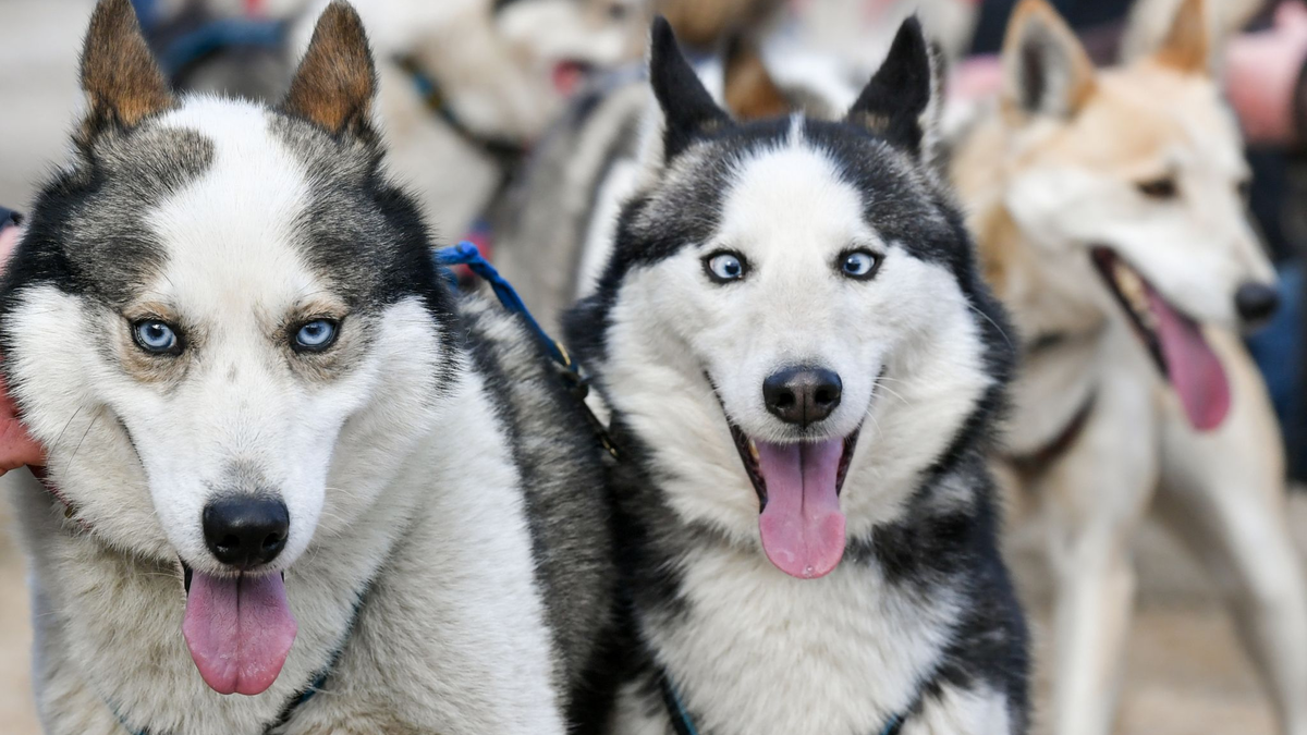 Ein Schlittenhunderennen in Mecklenburg-Vorpommern (Archivbild). - Foto: Jens Kalaene/dpa-Zentralbild/dpa