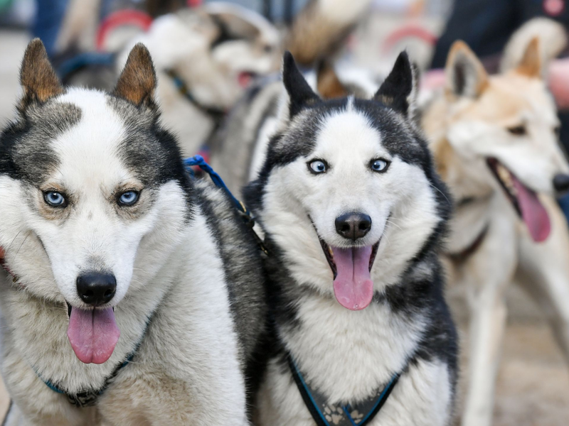 Ein Schlittenhunderennen in Mecklenburg-Vorpommern (Archivbild). - Foto: Jens Kalaene/dpa-Zentralbild/dpa