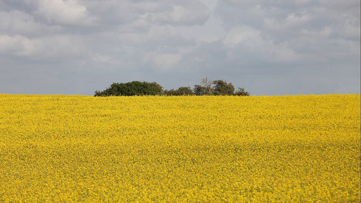 Rapsfeld - Foto: ?ber dts Nachrichtenagentur