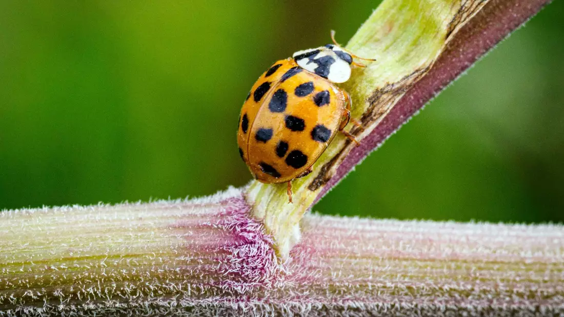 Ein Asiatischer Marienkäfer krabbelt im Naturschutzgebiet Ferbitzer Bruch - und vielleicht auch im heimischen Garten? - Bild: Soeren Stache/dpa-Zentralvild/dpa