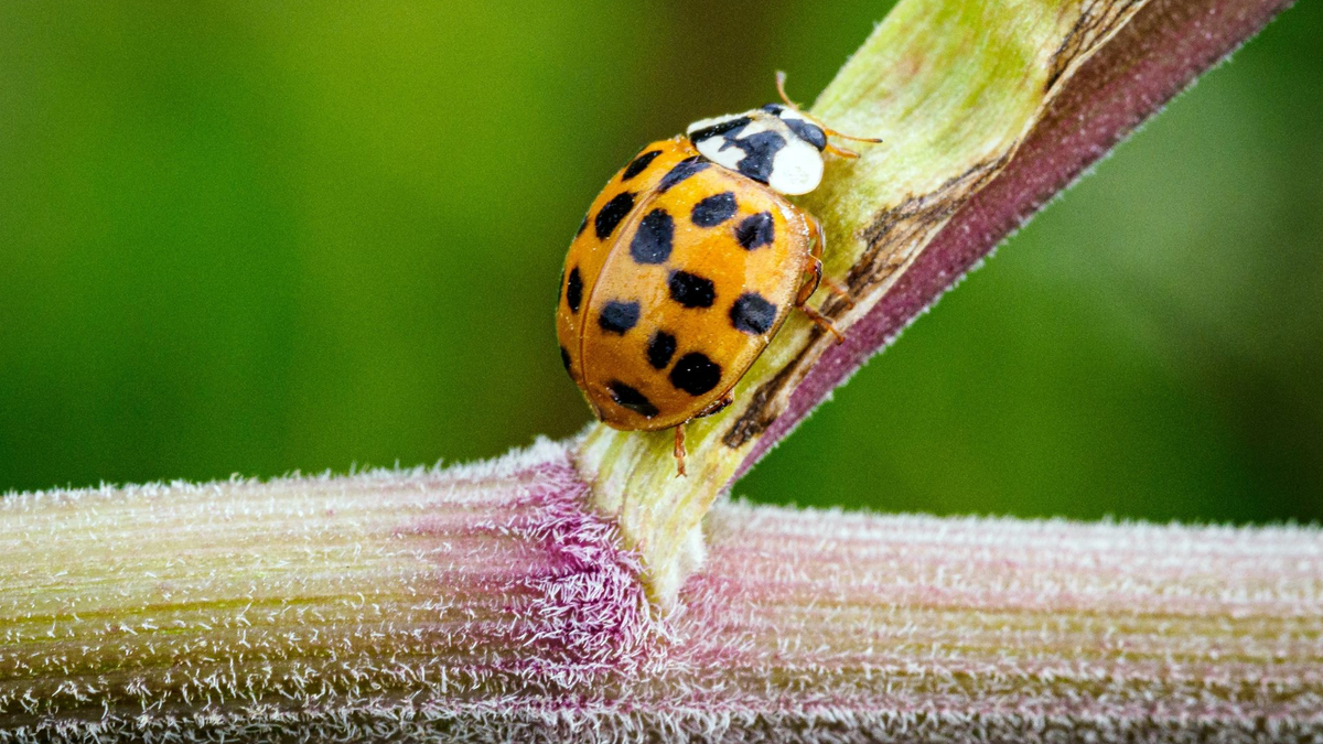 Ein Asiatischer Marienkäfer krabbelt im Naturschutzgebiet Ferbitzer Bruch - und vielleicht auch im heimischen Garten? - Foto: Soeren Stache/dpa-Zentralvild/dpa