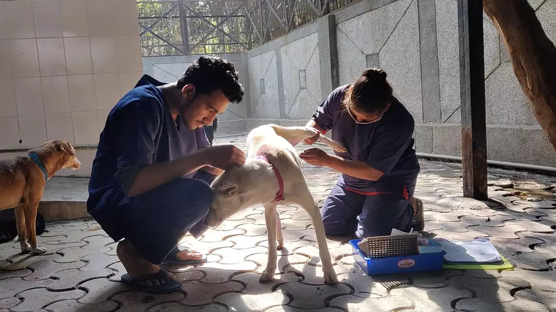Hunde werden nach der Sterilisation im Zentrum für Geburtenkontrolle und Sterilisation postoperativ versorgt. - Bild: -/Neighbourhood Woof/dpa