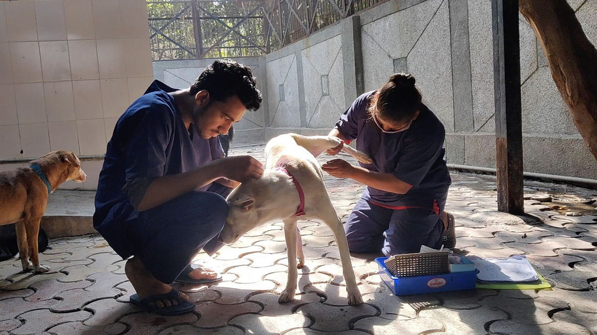 Hunde werden nach der Sterilisation im Zentrum für Geburtenkontrolle und Sterilisation postoperativ versorgt. - Foto: -/Neighbourhood Woof/dpa
