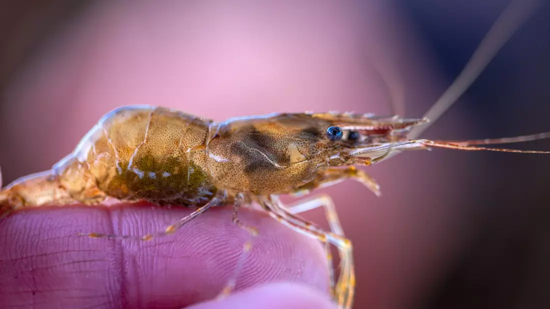 Der Fischer Maik Never fährt vor Sonnenaufgang auf das Salzhaff und leert dort die Netze mit  frische gefangenen Ostseekrabben. - Bild: Jens Büttner/dpa