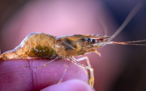 Der Fischer Maik Never fährt vor Sonnenaufgang auf das Salzhaff und leert dort die Netze mit  frische gefangenen Ostseekrabben. - Foto: Jens Büttner/dpa