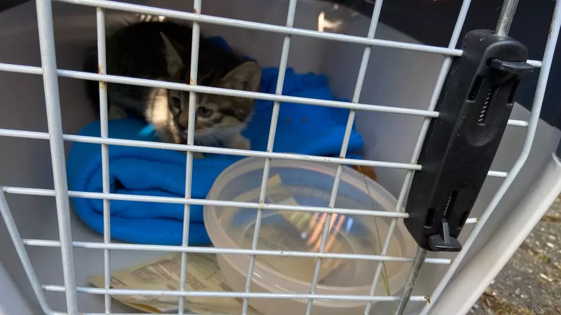 POL-PDLD: Katze auf Erkundungstour - Bild: presseportal.de