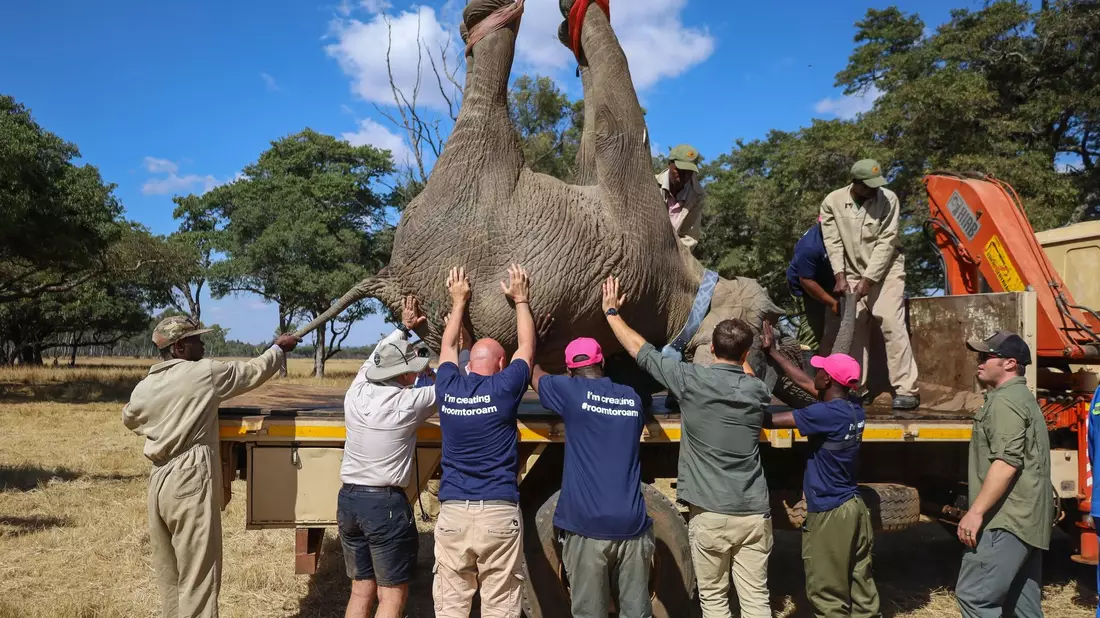 Verwaiste Elefantenkälber werden von Harare in das Naturschutzgebiet Panda Masuie unweit der berühmten Victoriafälle im Westen Simbabwes gebracht. - Bild: Luckmore Safuli/Ifaw/dpa