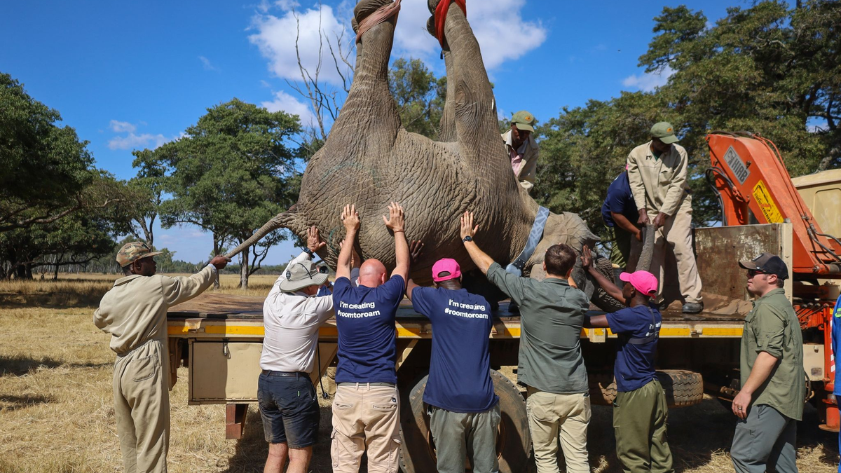 Verwaiste Elefantenkälber werden von Harare in das Naturschutzgebiet Panda Masuie unweit der berühmten Victoriafälle im Westen Simbabwes gebracht. - Foto: Luckmore Safuli/Ifaw/dpa