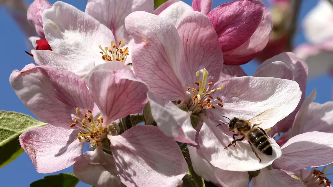 Eine Biene bedient sich im mecklenburgischen Gnoien an einer Apfelblüte. - Bild: Bernd Wüstneck/dpa