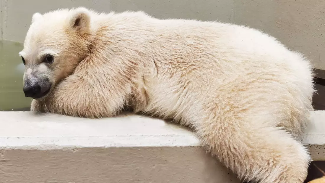 Die kleine Eisbärin im Hamburger Tierpark hat noch keinen Namen. - Bild: Tierpark Hagenbeck/dpa