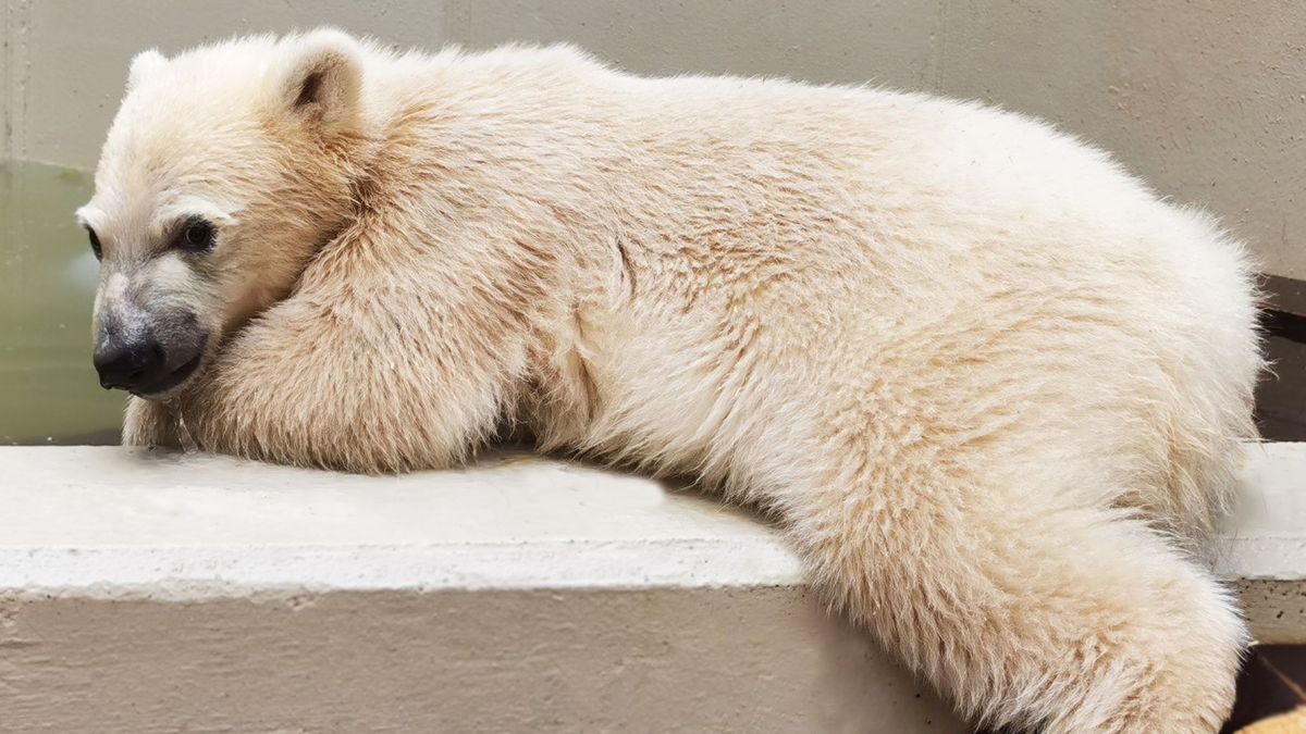 Die kleine Eisbärin im Hamburger Tierpark hat noch keinen Namen. - Foto: Tierpark Hagenbeck/dpa