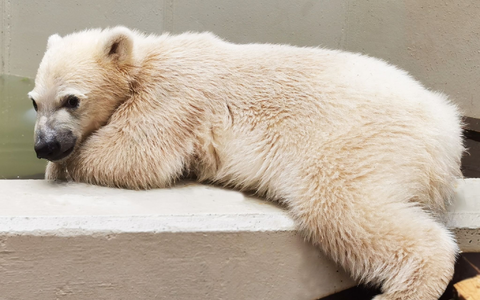 Die kleine Eisbärin im Hamburger Tierpark hat noch keinen Namen. - Foto: Tierpark Hagenbeck/dpa