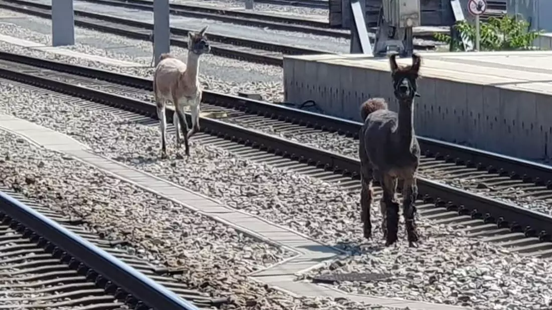 Lamas spazierten in Wien zwischen Bahngleisen. - Bild: Unbekannt/ÖBB/APA/dpa