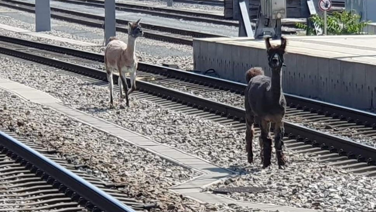 Lamas spazierten in Wien zwischen Bahngleisen. - Foto: Unbekannt/ÖBB/APA/dpa