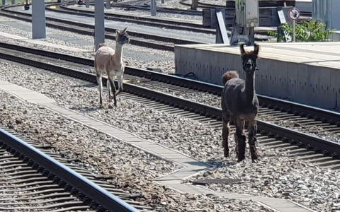 Lamas spazierten in Wien zwischen Bahngleisen. - Foto: Unbekannt/ÖBB/APA/dpa